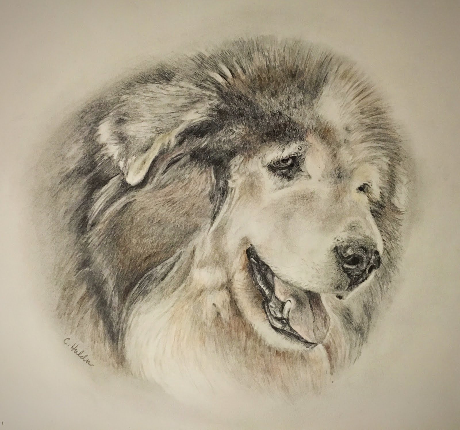 Fluffy Dog Portrait